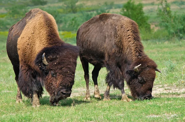 Boğa, inek bison — Stok fotoğraf