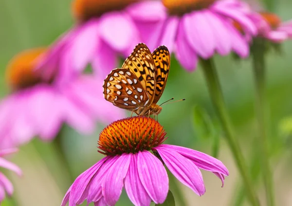 Malinowiec motyl na coneflowers — Zdjęcie stockowe