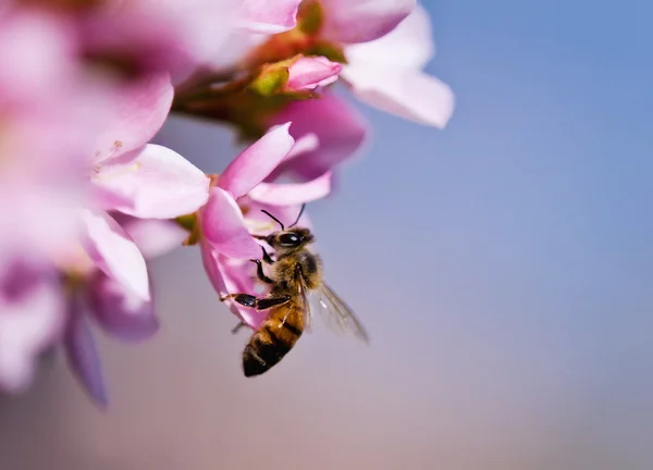 Bee collecting nectar — Stock Photo, Image