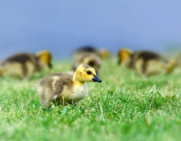 Canada goose gosling — Stock Photo, Image