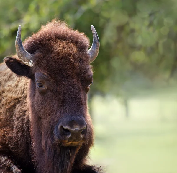 American Bison — Stockfoto