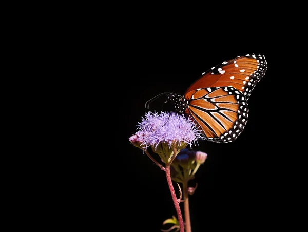 Motýl královský (danaus gilippus) — Stock fotografie