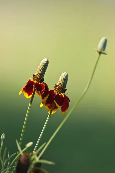 Sombrero Mexicano (Ratibida columnaris) flores — Foto de Stock