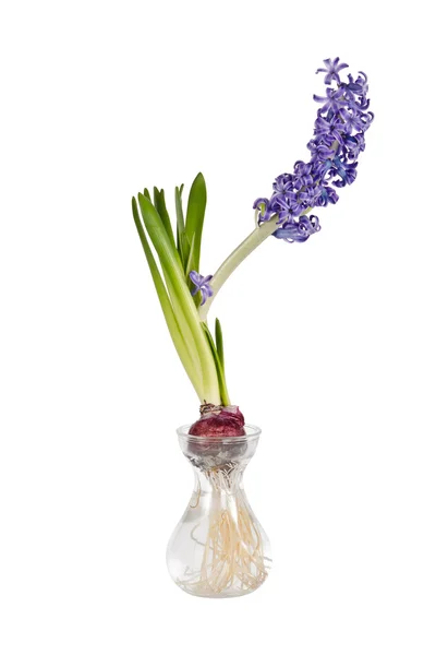 Цветок гиацинта в стеклянной вазе — стоковое фото