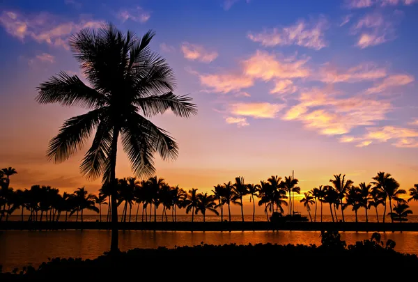 Palm tree silhouettes in Hawaii — Stock Photo, Image
