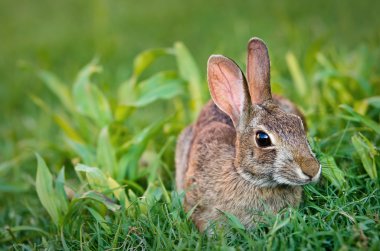 Cottontail bunny rabbit eating grass clipart