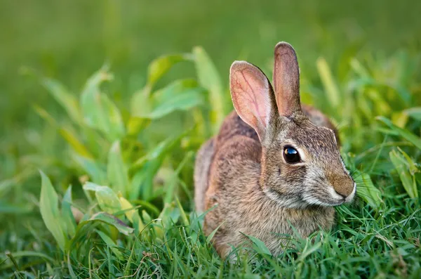 Baumwollschwanz-Kaninchen fressen Gras — Stockfoto