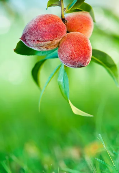 Персики растут на персиковом дереве — стоковое фото