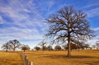 Texas kış gökyüzü manzara ağaçlar üzerinde