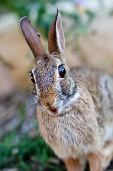 Surprised looking cottontail bunny rabbit — Stock Photo, Image