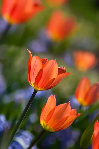 Orange spring tulips in bloom — Stock Photo, Image