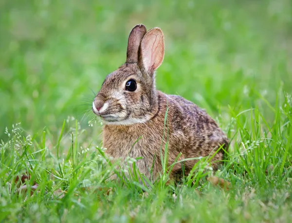 Cottontail kanin äta gräs — Stockfoto