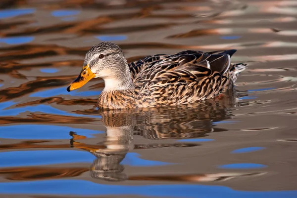 Vrouwelijke mallard duck — Stockfoto