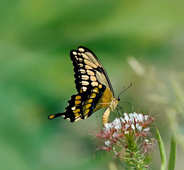 Dev Swallowtail kelebek (Papilio cresphontes) — Stok fotoğraf
