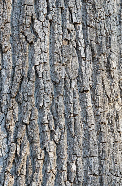 Textures et détails sur le tronc d'arbre — Photo