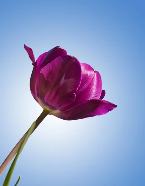 Tulipa roxa contra o céu azul — Fotografia de Stock