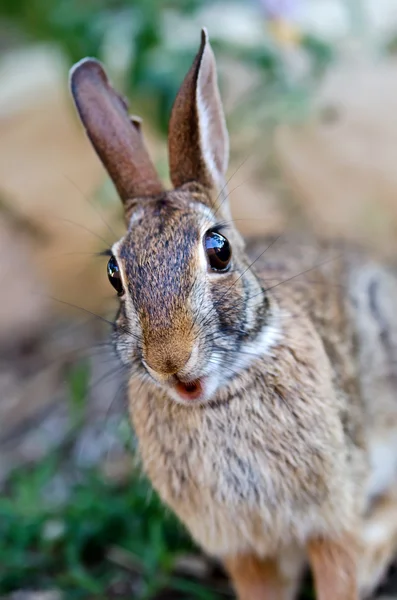 Überrascht aussehende Baumwollkaninchen — Stockfoto