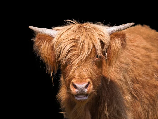 Scottish Highland cattle — Stock Photo, Image