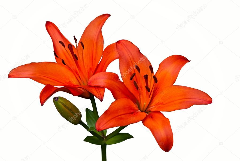 Orange Tiger Lily flower