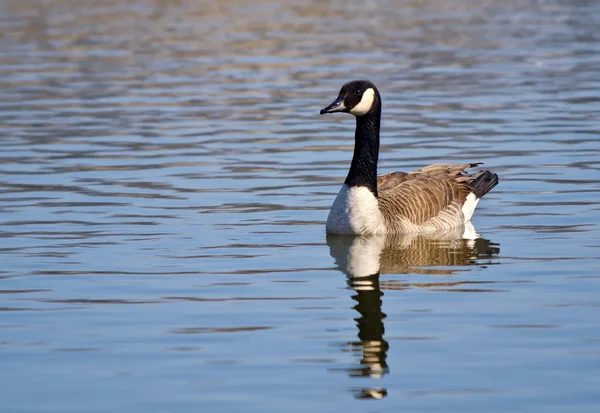 Canada oca (branta canadensis) — Foto Stock