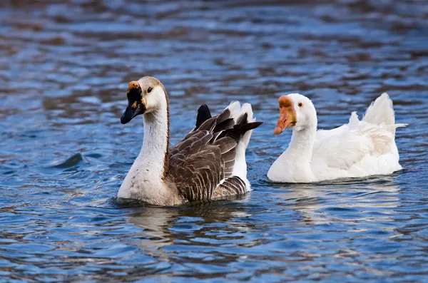 Ganso chino blanco y marrón (Anser cygnoides ) — Foto de Stock