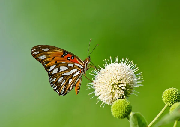 Motyl brunatny (agraulis vanillae)) — Zdjęcie stockowe