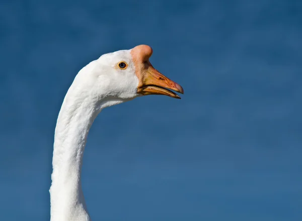 Nahaufnahme der chinesischen Gans (anser cygnoides)) — Stockfoto