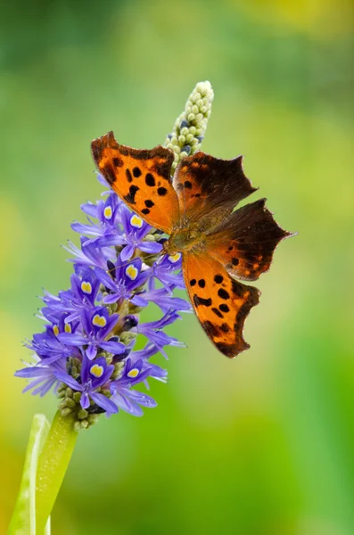 Znak zapytania motyl — Zdjęcie stockowe