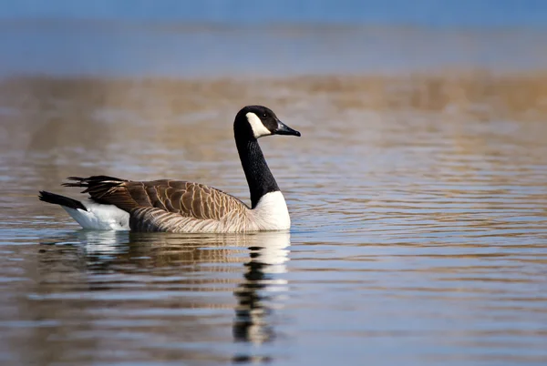 Ganso de Canadá (branta canadensis) —  Fotos de Stock