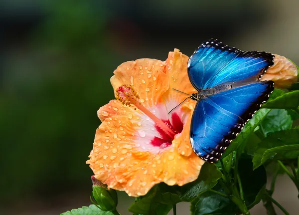 Blå Morpho fjäril (Morpho peleides) — Stockfoto