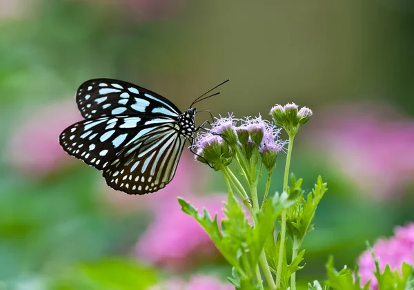暗蓝色虎 (Tirumala septentrionis) 蝴蝶 — 图库照片