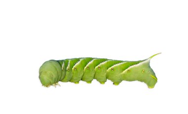 Tütün Hornworm (Manduca sexta)
