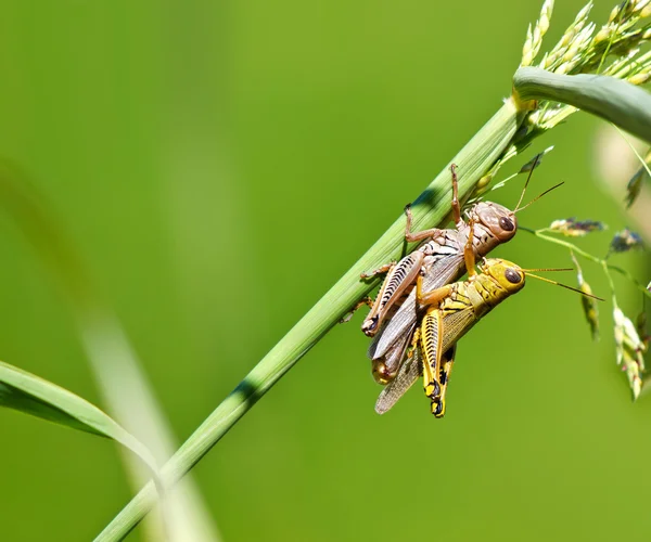 Grasshoppers in love — Stock Photo, Image