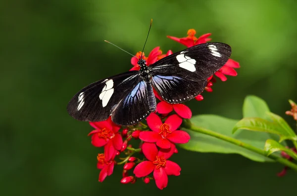 Papillon à ailes longues (Heliconius Doris) ) — Photo