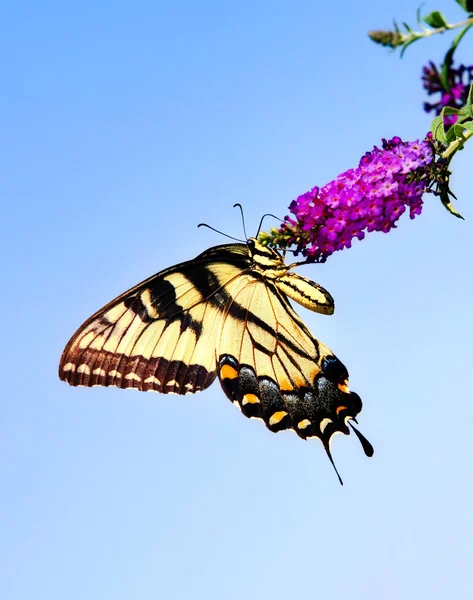 Tigre Oriental Tragar mariposa (Papilio glaucus ) —  Fotos de Stock