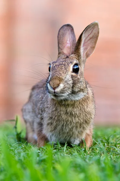 Curioso cercando cottontail coniglio coniglio — Foto Stock