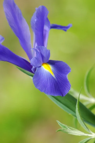 Iris modrý květ — Stock fotografie