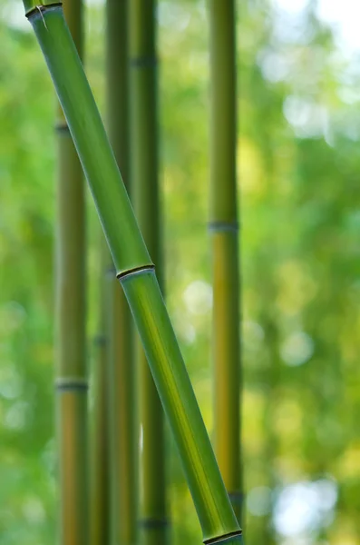 Bambu träd — Stockfoto