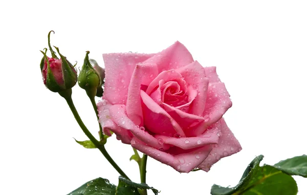 Ροζ τριαντάφυλλο πάνω από λευκό — Φωτογραφία Αρχείου