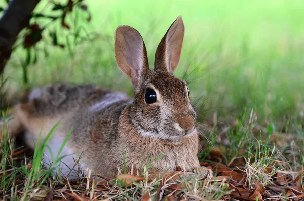 Niedliche Baumwollschwanz-Kaninchen unter Baum — Stockfoto