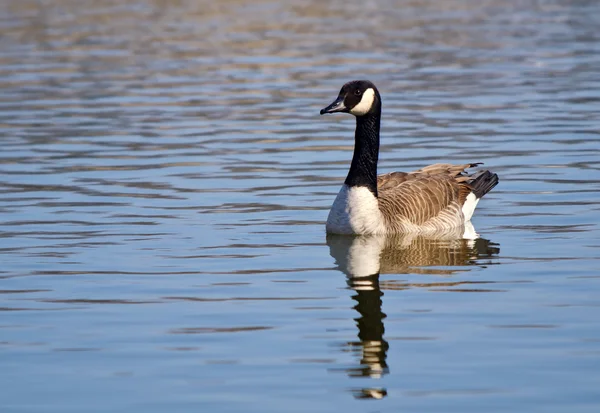 Canada Goose (branta canfsis)) — стоковое фото