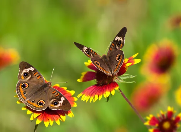 Frequentes Borboletas Buckeye (Junonia coenia ) — Fotografia de Stock