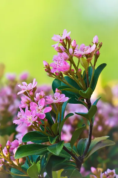 Pembe bahar çiçek çiçek — Stok fotoğraf