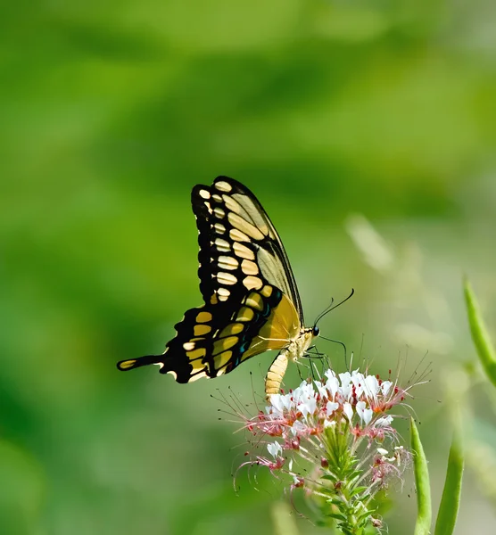 Gigantyczne Swallowtail motyl (Papilio cresphontes) — Zdjęcie stockowe