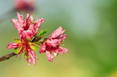 Şeftali ağacı çiçekleri