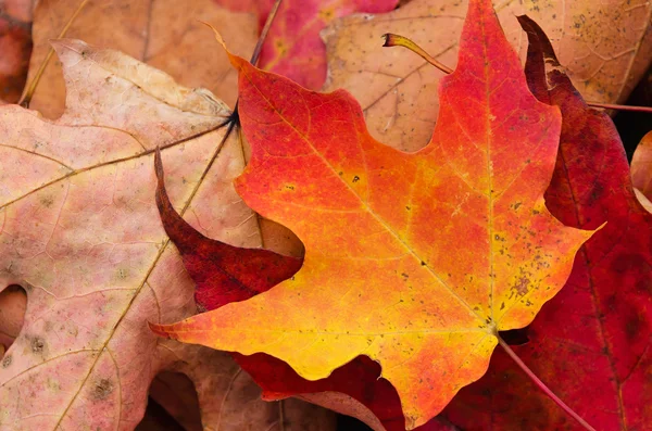 Primer plano de las hojas de otoño — Foto de Stock