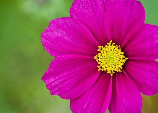 Cosmos flor close-up — Fotografia de Stock