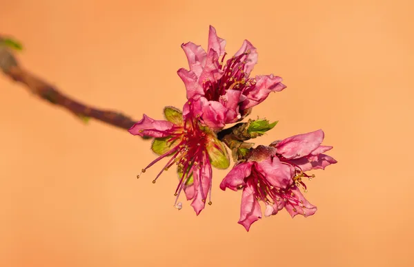 Fechar-se de flores de árvore de pêssego rosa — Fotografia de Stock