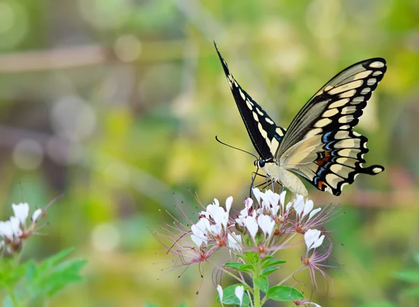 Butterfly van reus koninginnenpage (Papilio cresphontes) — Stockfoto