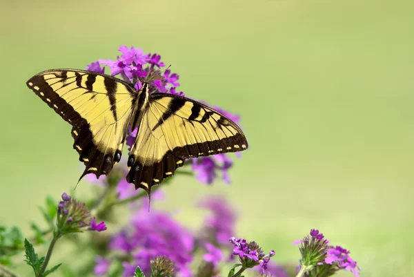 Wschodniej Tiger Swallowtail motyl (Papilio glaucus) — Zdjęcie stockowe